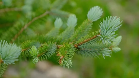 Newly Blooming Green Pine Tree Leaves Stock Footage 140049877