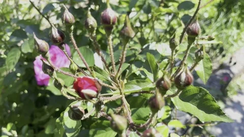 Newly Blooming Rose Buds Stock Footage 196212432