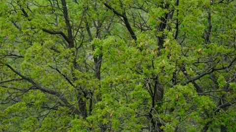 Newly Blooming Tree in Spring Stock Footage 140050045