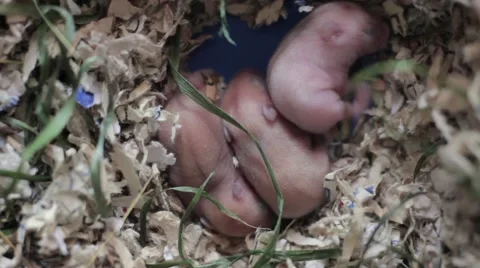 Newly born bald mice Stock-Footage 60813161