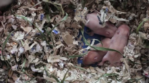 Newly born bald mice Stock-Footage 60813265