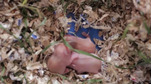 Newly born bald mice Stock-Footage 60820060
