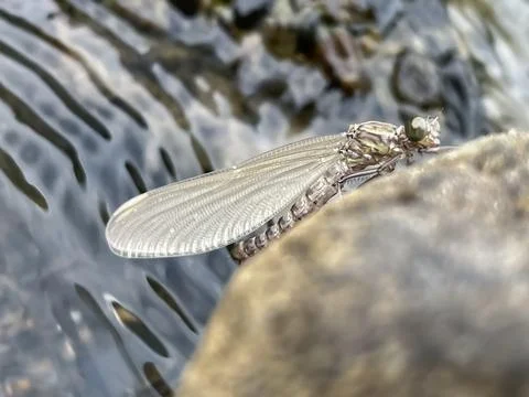 Newly born dragonfly nymph resting on rocks near water. Foto stock