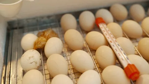 A newly born jelly-colored chick lies in an incubator. 库存影片 206077702