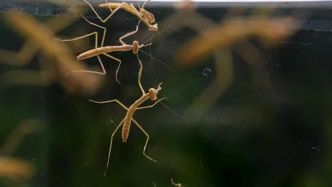 Newly born mantis. Video stock 267943461