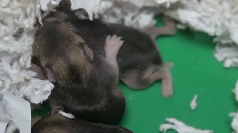 Newly born mice 2 Stock Footage 51426592