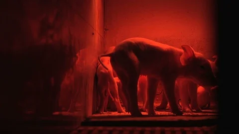Newly born piglets are kept under red light together with swines in a pigfarm Stock Footage 107608042