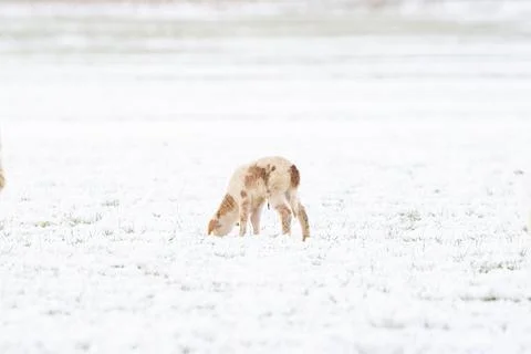 A newly born white lamb eats grass in the meadow, the grass is covered with snow Stock Photos
