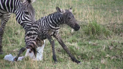 A newly born zebra stands up for the first time Stock-Footage 95956073