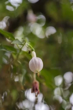The newly budded flower Stock Photos