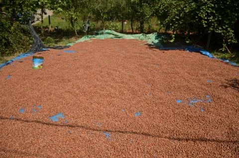 Newly collected hazelnuts from trees Foto stock
