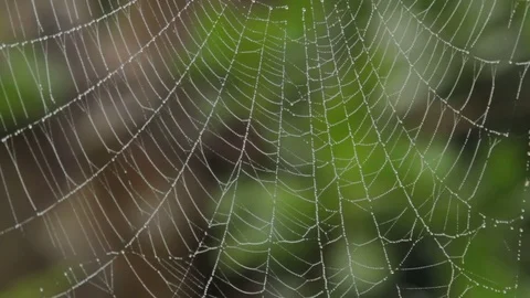 Newly constructed spider web waiting for prey Stock-Footage 81557125