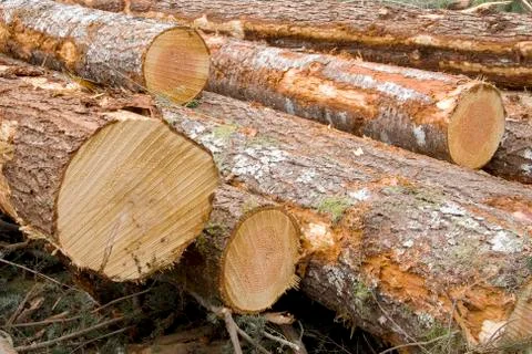Newly Cut Logs Stock Photos