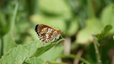 Newly emerged Glanville Fritillary (Melitaea cinxia ) butterfly on a plant leaf. Stock Footage