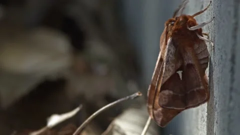 Newly emerged moth preparing for flight. Stock Footage 176862332