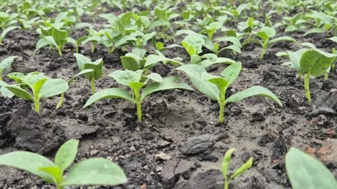 Newly Emerged Vegetable Seedlings Sprouting In Soil Field Germination Close Up 库存影片 343212907