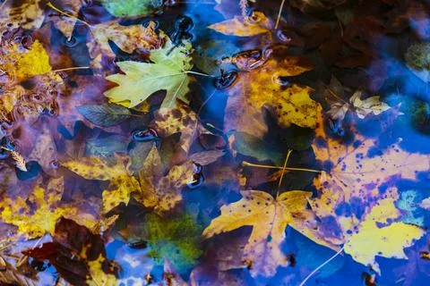 Newly fallen big leaf maple leaves in the Lyre River, North Olympic Land Tr.. Stock Photos