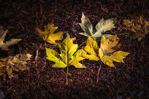 Newly fallen big leaf maple leaves in the Lyre River, North Olympic Land Tr.. Stock Photos