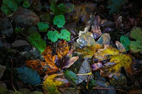 Newly fallen big leaf maple leaves in the Lyre River, North Olympic Land Trus Stock Photos
