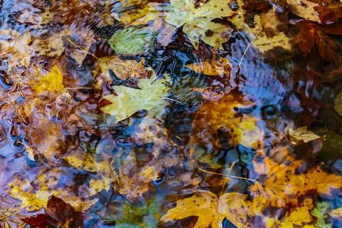 Newly fallen big leaf maple leaves in the ground in autumn, variety of colo.. Stock Photos
