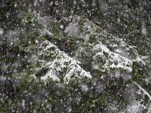 Newly falling snow starts to settle on alpine pine trees Stock Photos