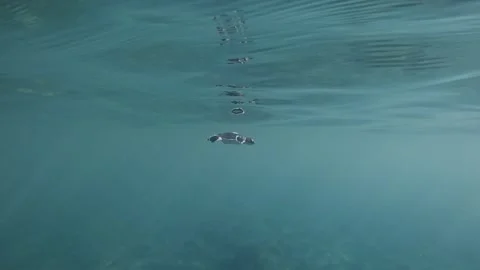 Newly Hatch Sea Turtle Learned To Swim Under Shallow Blue Sea. Underwater Vídeos de archivo 161687615