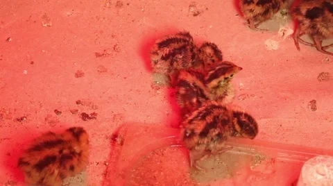 Newly hatched 3 group youngling quail Vídeos de archivo 50598055