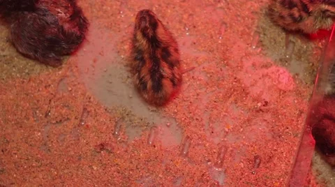 Newly hatched 5 first steps, but with eggs 動画素材 50598083