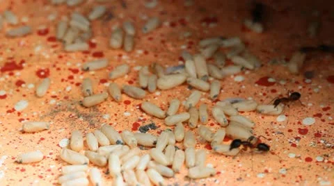 Newly hatched ant and eggs . Stock Footage 21522626