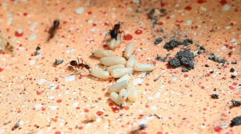 Newly hatched ant and eggs . Stock Footage 21522757