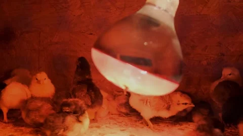 Newly Hatched Baby Chicks in a Brooder Box Stock Footage 201973045