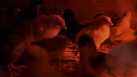 Newly Hatched Baby Chicks in a Brooder Box Stock Footage 201973069