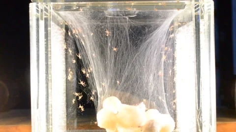 Newly hatched black widows 動画素材 46844548