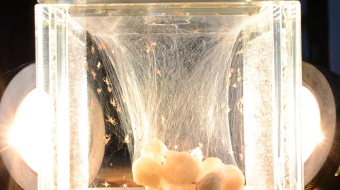 Newly hatched black widows 動画素材 46846538