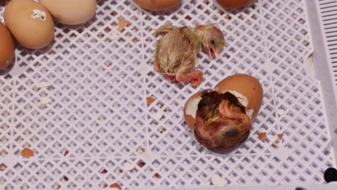 Newly hatched chick breaks free from egg while in incubator during hatching Stock Footage 336062288
