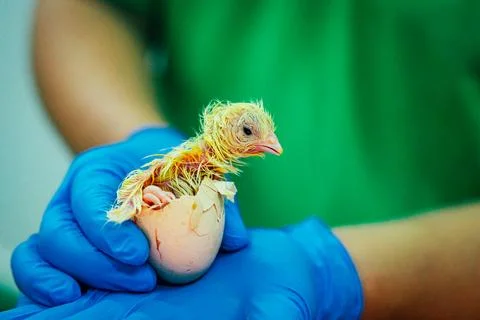 Newly Hatched Chick Emerging from Egg in Protective Gloved Hands Stock Photos