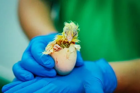 Newly Hatched Chick Emerging from Egg in Protective Gloved Hands Stock Photos