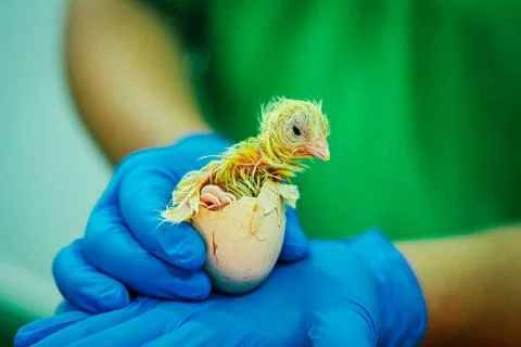 Newly Hatched Chick Emerging from Egg in Protective Gloved Hands Stock-Fotos