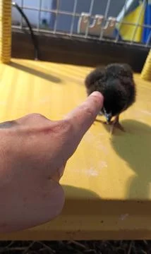Newly hatched chick in its cage Stock-Fotos