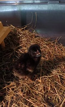 Newly hatched chick in its cage Stock-Fotos