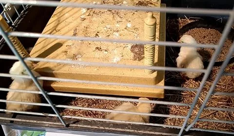 Newly hatched chick in its cage Stock Photos