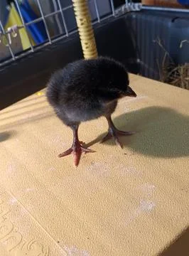 Newly hatched chick in its cage Stock Photos