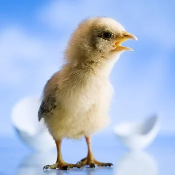 Newly hatched chickadee Foto stock