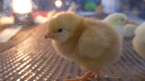 Newly hatched chicken chicks - three views 4K Stock Footage 101074722