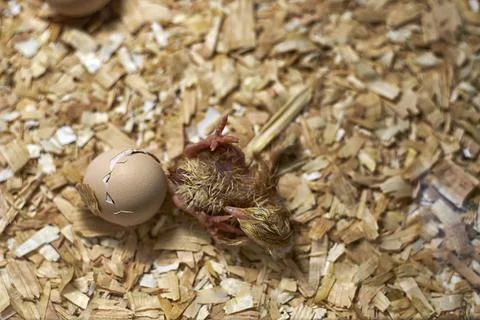 Newly hatched chicken from the egg Stock Photos