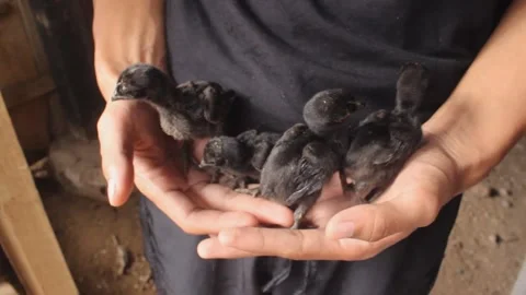Newly hatched chicks of cemani or Gallus gallus domesticus. Vídeo Stock 276397933