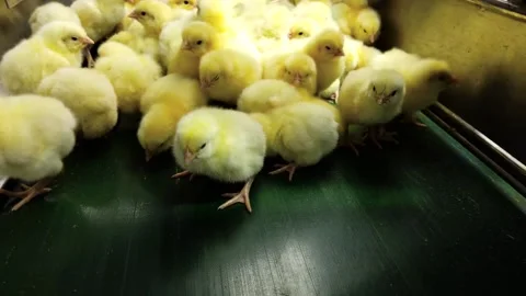 Newly Hatched Chicks on Conveyor Belt in Modern Poultry Hatchery Facility Video stock 343839043