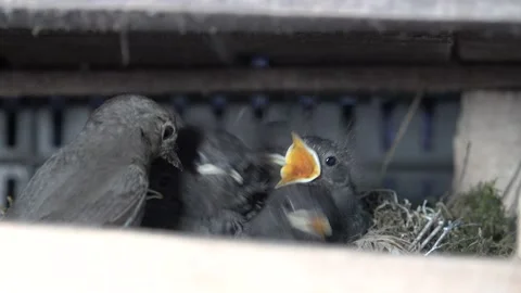 Newly hatched chicks in a nest, asking food Stock Footage 171938194