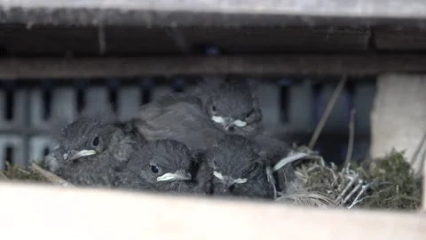 Newly hatched chicks in a nest Stock Footage 171937559