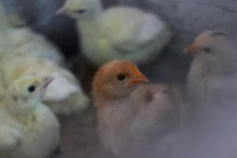 Newly hatched chicks in a warm brooder during early morning hours at a farm Stockfoto's